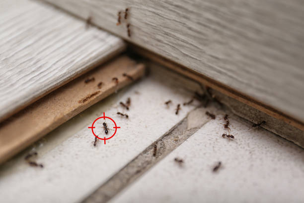 Best Insect Control  in Leland, NC