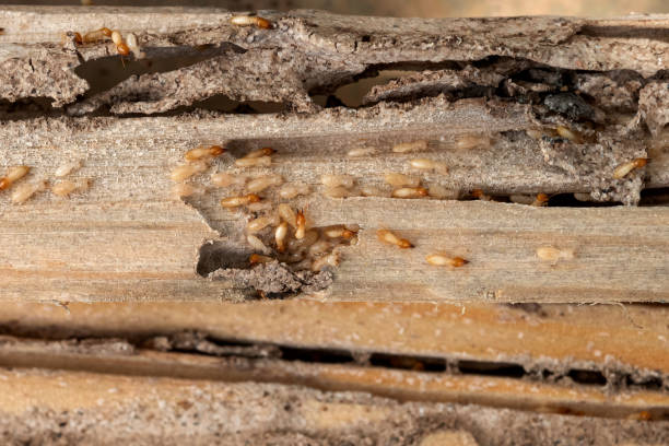 Reliable Leland, NC Pest Control Solutions