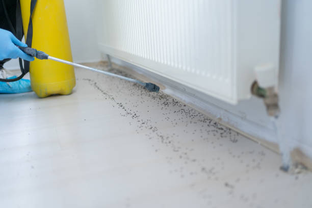 Best Flea Control Services  in Leland, NC